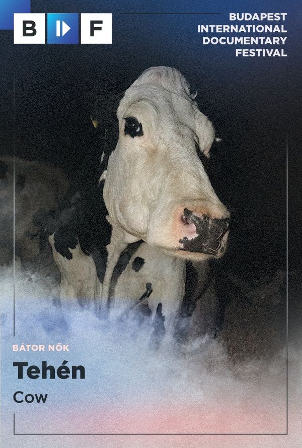 Tehén poster